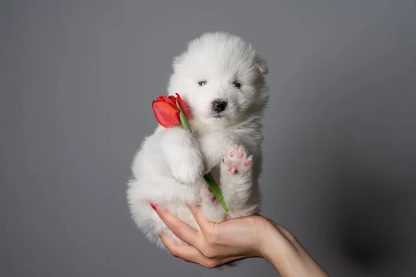 Female hand holds little samoyed puppy with red tulip — Stock Photo, Image