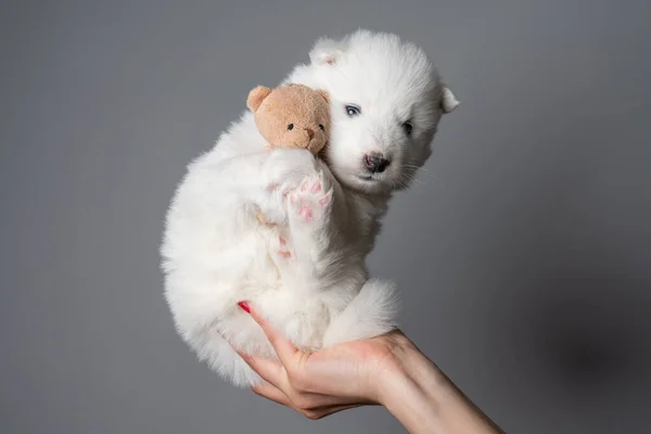 Female hand holds samoyed puppy with teddy bear — Stock Photo, Image