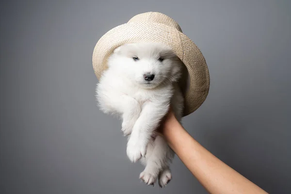 Nádherný bílý samoyed štěně v klobouku izolované na šedém pozadí — Stock fotografie