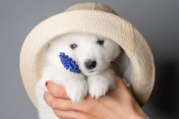 Close up portrét roztomilé samoyed štěně v klobouku, který drží modrý květ a dívá se do kamery — Stock fotografie