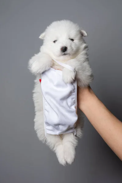 Female hand holds samoyed puppy with mask who looking at the camera, isolated on grey background — Stock Photo, Image