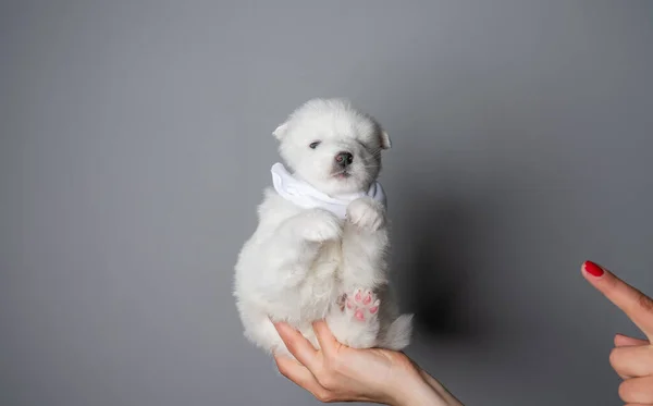 Female finger pointing at the white samoyed puppy in mask — Stock Photo, Image