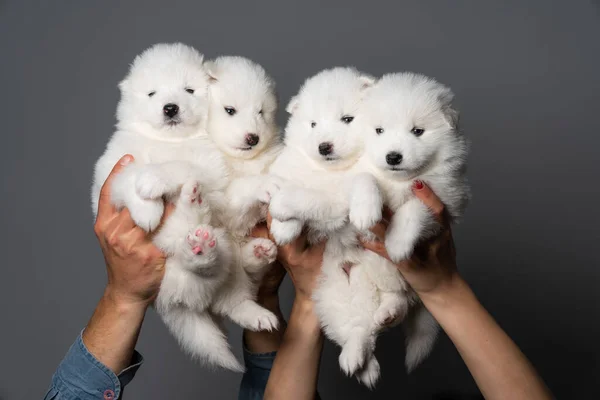 Gri arka planda izole edilmiş 4 sevimli yavru köpek grubu — Stok fotoğraf