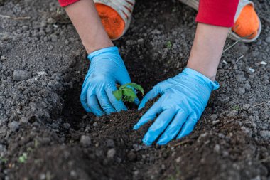 Çiftçi elleri sebze bahçesinde domates tohumu ekiyor.