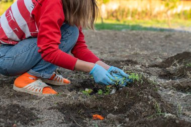 Domates ekme süreci, organik tarım kavramı