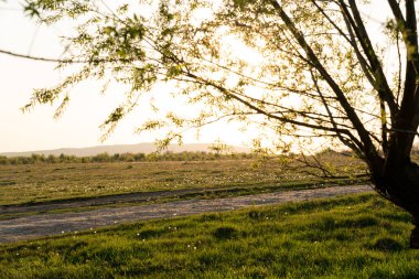 Büyük ağaç, yeşil çayır ve arka planda gün batımı.