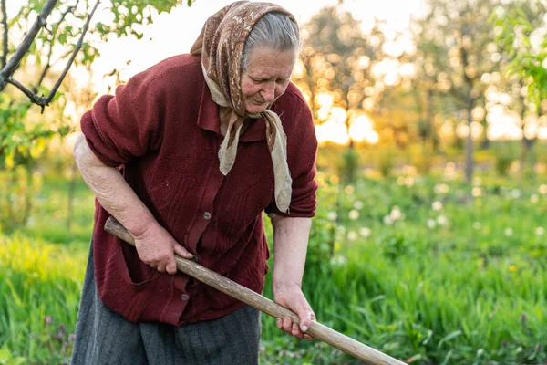 Mulher idosa de camisola vermelha trabalhando no jardim com enxada — Fotografia de Stock
