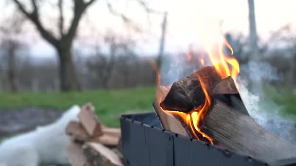 Огонь горит в гриле, самоед собака лежит на заднем плане — стоковое видео