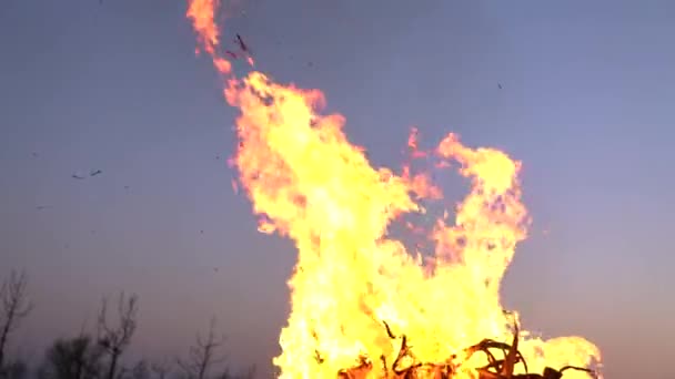 Hoguera quemando árboles por la noche. Gran llama anaranjada aislada sobre un fondo de cielo azul. Brillantemente, calor, luz, camping, gran hoguera — Vídeo de stock