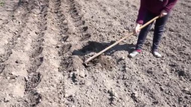 Siperlere saksı dikmek için toprağı kazıyorum. Organik çiftlikte mevsimlik işler.