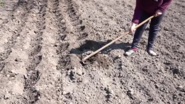 Bahçıvan kadın çapayı tutuyor. Tatlı patates ekimi için sebze bahçesi yapıyorum.