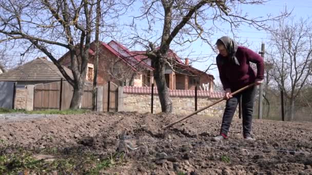 Woman using hoe - slow motion. Woman sowing potato tubers into the plowed soil — Stock Video