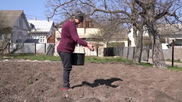 Alkalmi európai nő vödörrel burgonyát ültet otthon a kertben — Stock videók