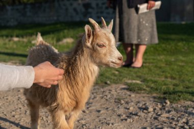 Çiftlikteki keçi. Köyün arka planında evcil hayvan. Keçi sütü, peynir, yün kavramı