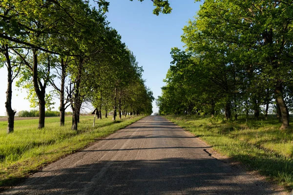 Tree lined road into the distance, road and tunnel trees