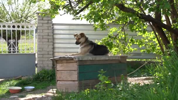 Perro solitario lindo Descansando en la perrera - Una vieja casa de perro de madera — Vídeos de Stock