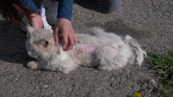 Female stroking cat with bold patches, skin condition caused by lice, fleas or allergy — Stock Video