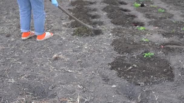 Женщина сажает бродяги с помощью мотыги, делает отверстия в почве — стоковое видео