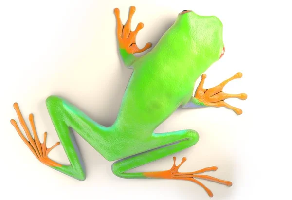 Czerwony eyed tree frog od równikowy Kostaryka na białym tle. Płaz callidrias. ilustracja 3D — Zdjęcie stockowe