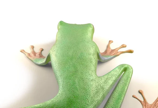 Czerwony eyed tree frog od równikowy Kostaryka na białym tle. Płaz callidrias. ilustracja 3D — Zdjęcie stockowe