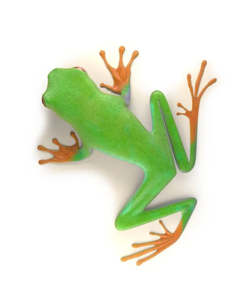 Czerwony eyed tree frog od równikowy Kostaryka na białym tle. Płaz callidrias. ilustracja 3D — Zdjęcie stockowe