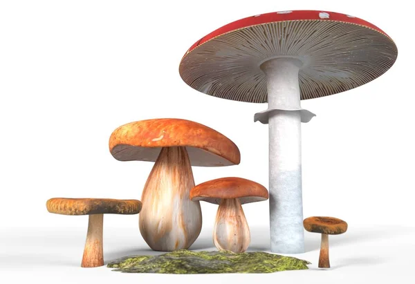 Ceps, paxil, amanita muscaria champiñones con musgo aislado en blanco 3d ilustración — Foto de Stock