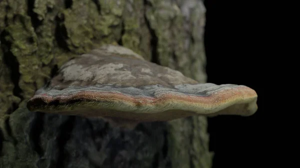 Champignon Fomitopsis pinicola sur un arbre mort dans les bois illustration 3D — Photo