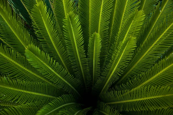 緑の若いヤシの葉 緑の花の背景 エキゾチックな植物 自然のみ — ストック写真