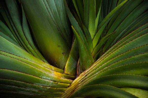 Zöld Fiatal Pálmalevelek Zöld Virágos Háttér Egzotikus Növények Kizárólag Természet — Stock Fotó