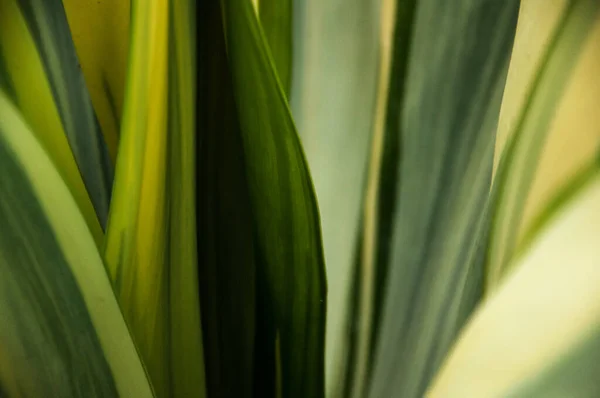 Hojas Palma Verde Joven Fondo Floral Verde Plantas Exóticas Sólo —  Fotos de Stock