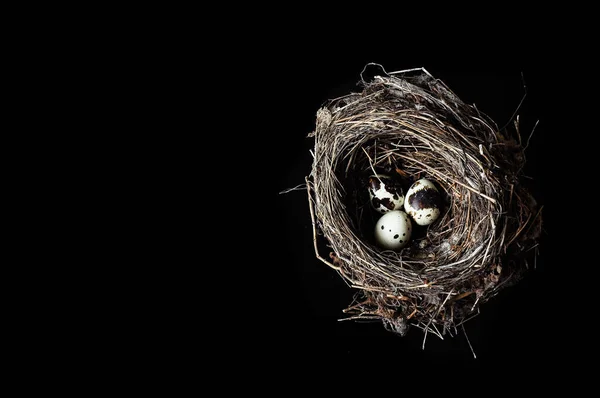 Перепелиные Яйца Тёмном Чёрном Фоне Птичьи Яйца Настоящем Гнезде Несколько — стоковое фото