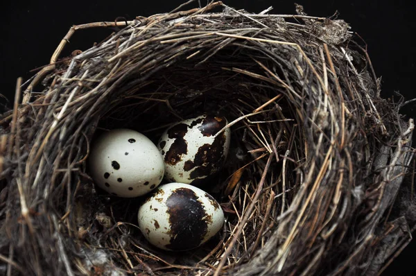 暗い黒の背景に卵をウズラ 鳥は巣の中で卵を見つけた いくつかの物体 健康食品 — ストック写真