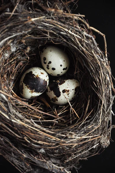 Huevos Codorniz Sobre Fondo Negro Oscuro Pájaro Vio Huevos Nido — Foto de Stock