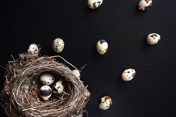 Huevos Codorniz Sobre Fondo Negro Oscuro Pájaro Vio Huevos Nido — Foto de Stock