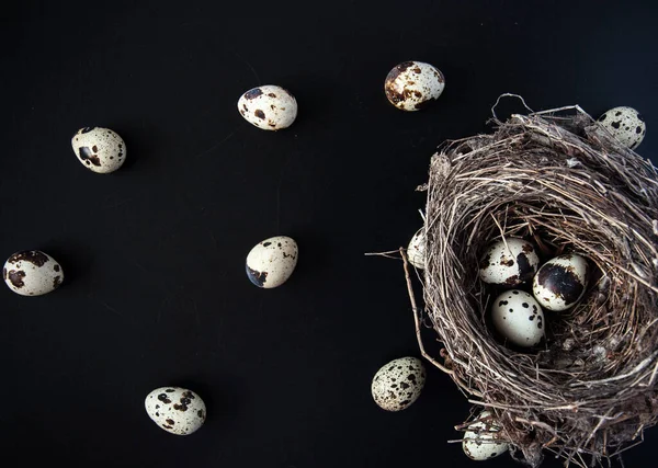 Перепелиные Яйца Тёмном Чёрном Фоне Птичьи Яйца Настоящем Гнезде Несколько — стоковое фото