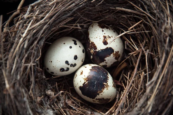 暗い黒の背景に卵をウズラ 鳥は巣の中で卵を見つけた いくつかの物体 健康食品 — ストック写真