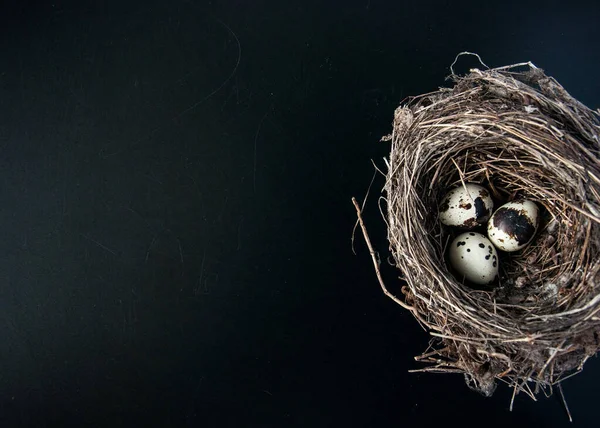 Wachteleier Auf Dunkelschwarzem Hintergrund Vogel Entdeckte Eier Einem Echten Nest — Stockfoto