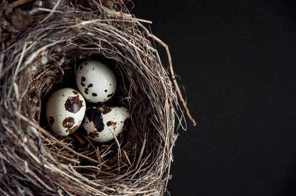 暗い黒の背景に卵をウズラ 鳥は巣の中で卵を見つけた いくつかの物体 健康食品 — ストック写真