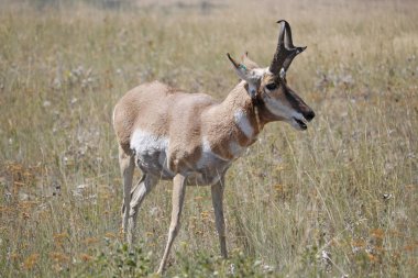 Pronghorn yeme antilop