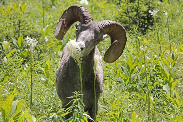 Beargrass yeme bighorn koyun