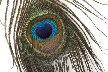 Tavus kuşu tüyü izole