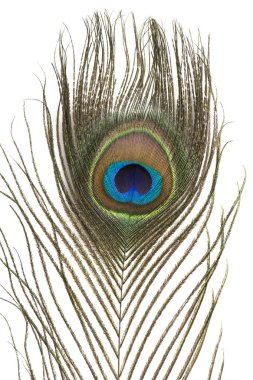 Tavus kuşu tüyü izole