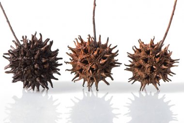 Üç tatlı sakız ağacı tohum Pods