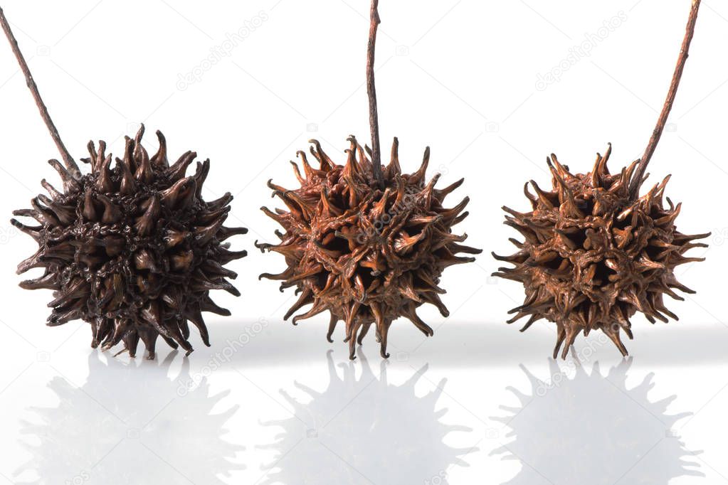 Three Sweet Gum Tree Seed Pods