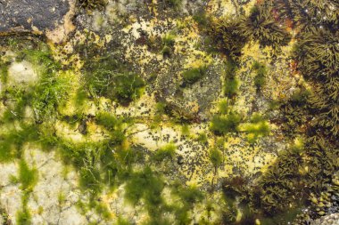 Renkli bakteri - yeşil