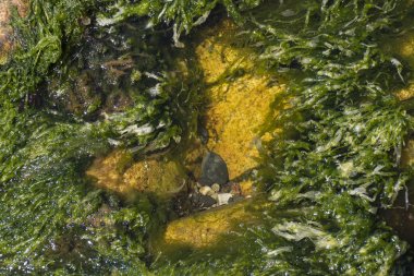 Deniz otu buzlu su yüzeyinde