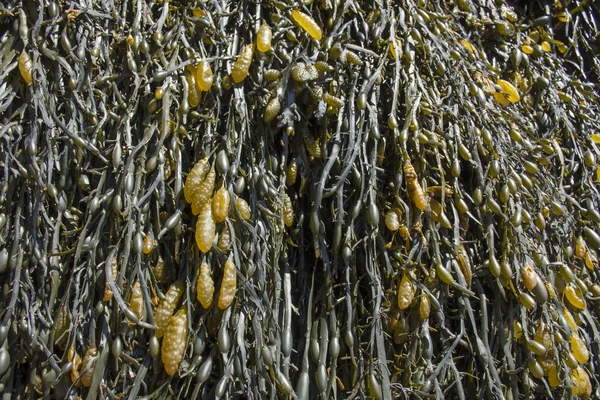 Varek veya Seagrass'ı