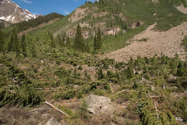 Avalanche Danos Mostrando Pinheiros Caídos Cratera Lake Trail Colorado Perto — Fotografia de Stock