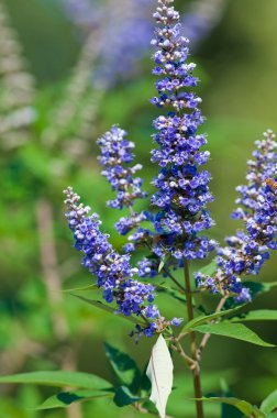 Lavendar vitex ağacı yakın çekim
