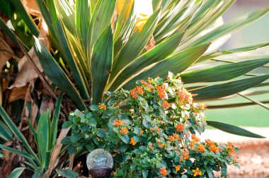 Yucca ve lantana Bahçe